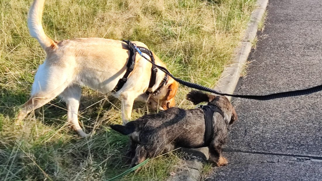 Hundekontakte - Best Buddies